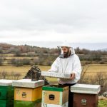 Can you make money with honey bees?