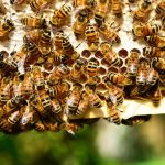 Challenges of honey bee hive business