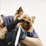 Dog grooming business