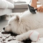 Dog grooming business license requirements