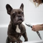 Dog grooming business marketing
