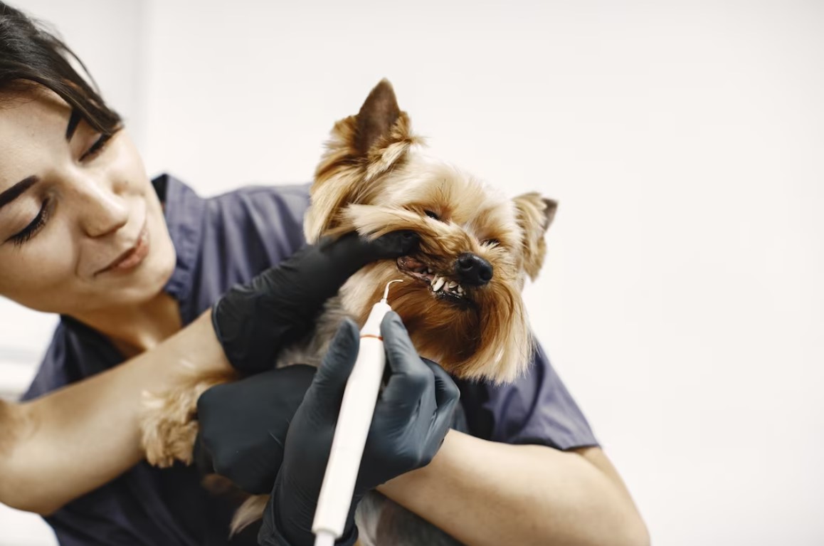 Dog grooming business