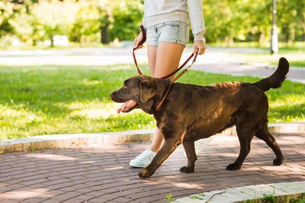 How profitable is a dog walking business