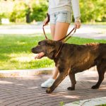 How profitable is a dog walking business