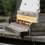 How to Market Your Honey Bee Hive Business