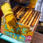 Legal Requirements of Beekeeping Business in Australia