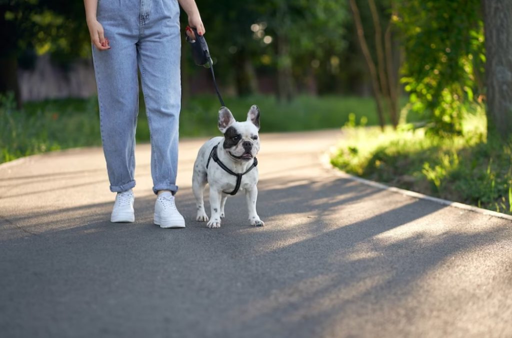Legal Requirements of Dog Walking Business