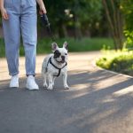 Legal Requirements of Dog Walking Business