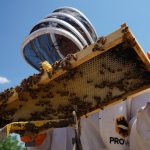 Skills required to start a honey bee Hive Business