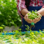 The Business of Herb Gardening- How to Market and Sell Your Products