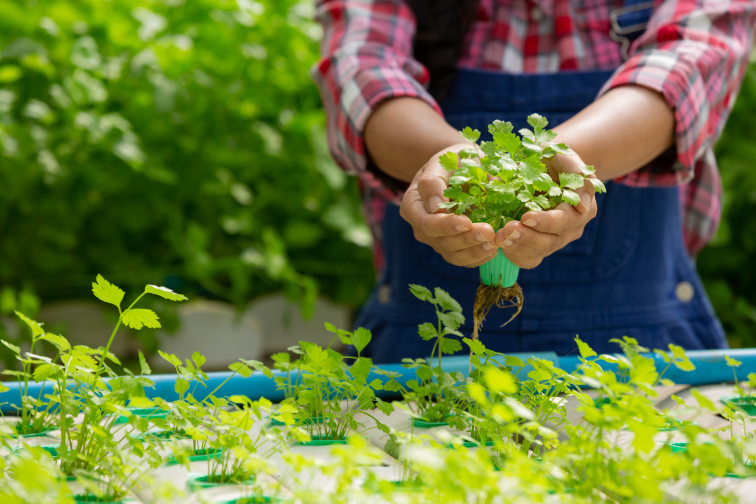 The Business of Herb Gardening- How to Market and Sell Your Products