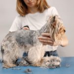Types of dog grooming business models
