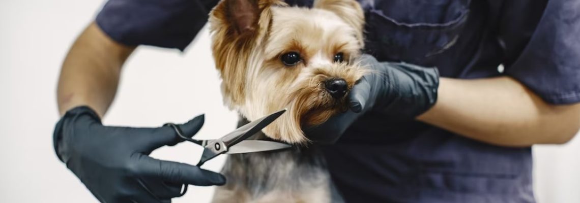 How to start a dog grooming business