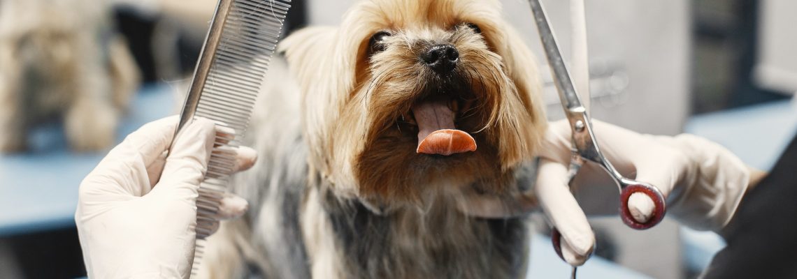 how to start a dog grooming business